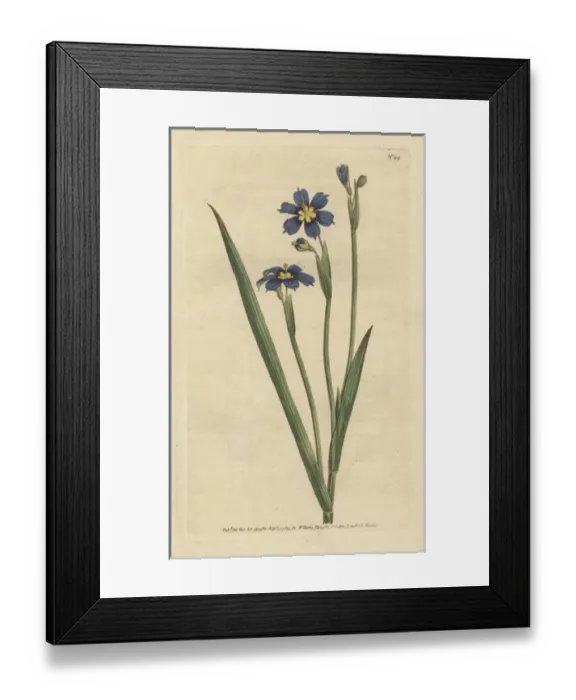 Framed Print : Iris leaved sisyrinchium, Sisyrinchium angustifolium Framed Print : Iris leaved sisyrinchium, Sisyrinchium angustifolium