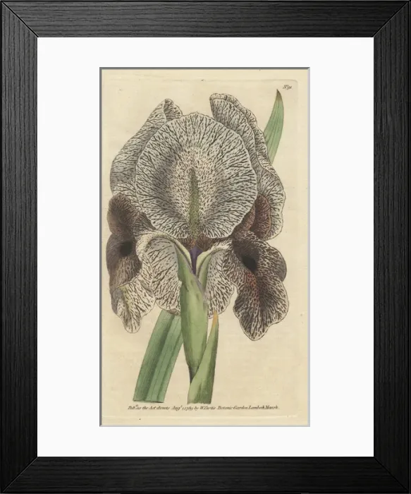 Framed Print : Chalcedonian iris or mourning iris, Iris susiana Framed Print : Chalcedonian iris or mourning iris, Iris susiana