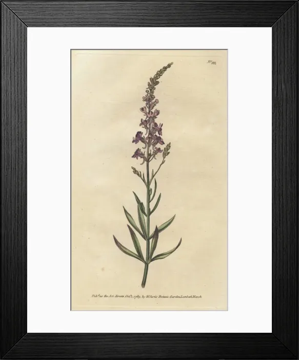 Framed Print : Purple toad-flax, Linaria purpurea Framed Print : Purple toad-flax, Linaria purpurea
