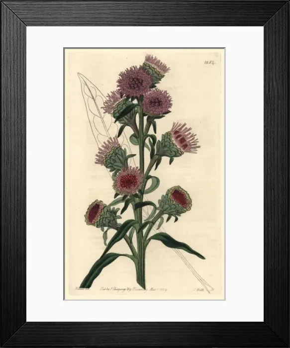 Framed Print : Large-flowered liatris, Liatris scariosa Framed Print : Large-flowered liatris, Liatris scariosa