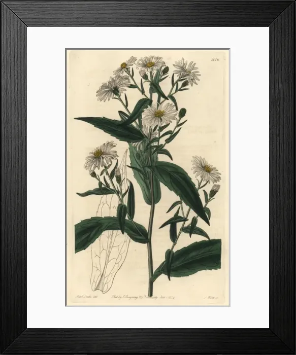 Framed Print : New York aster, Symphyotrichum novi-belgii Framed Print : New York aster, Symphyotrichum novi-belgii