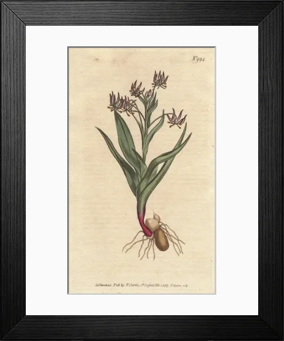 Framed Print : Branching melanthium, with many small lilac Framed Print : Branching melanthium, with many small lilac