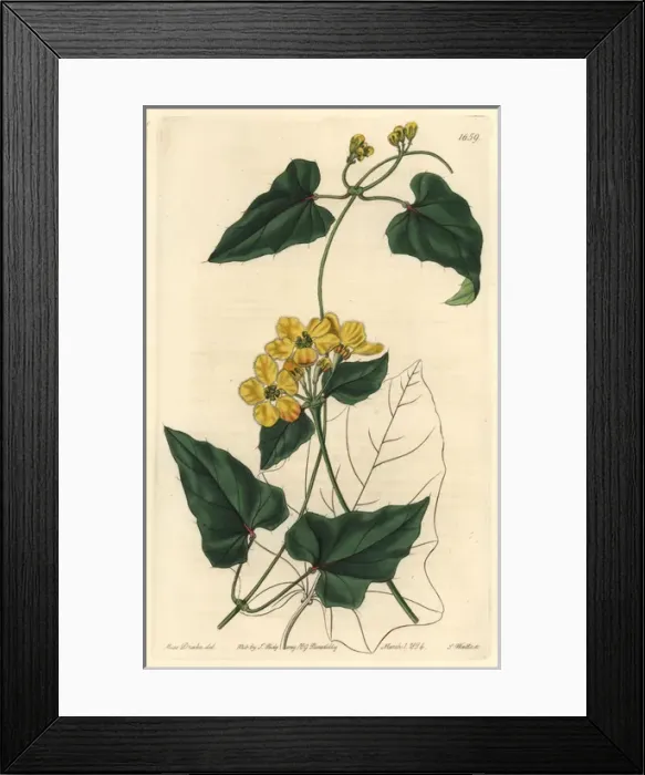 Framed Print : Awned stigmaphyllon, Stigmaphyllon auriculatum Framed Print : Awned stigmaphyllon, Stigmaphyllon auriculatum