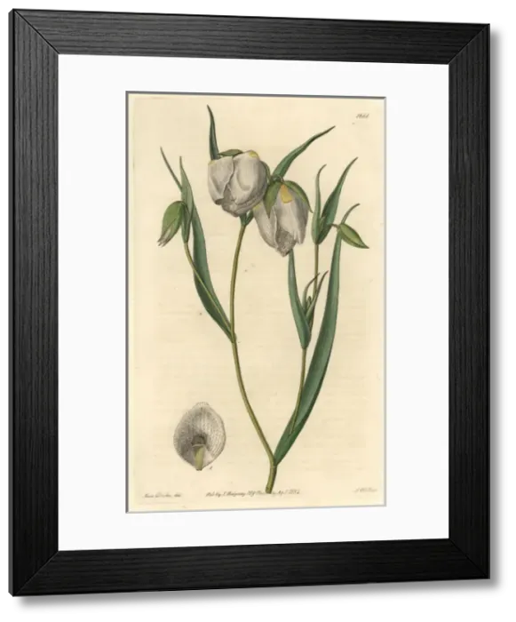 Framed Print : Globe lily, Calochortus albus Framed Print : Globe lily, Calochortus albus