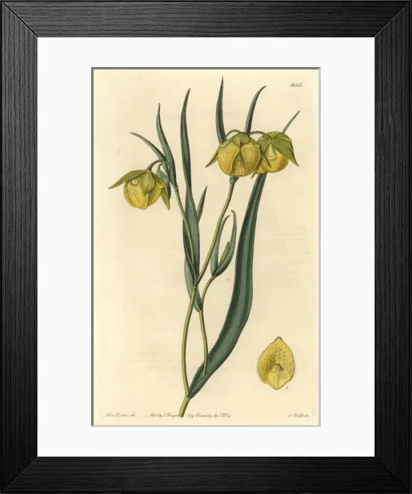 Framed Print : Mt Diablo fairy-lantern, Calochortus pulchellus Framed Print : Mt Diablo fairy-lantern, Calochortus pulchellus