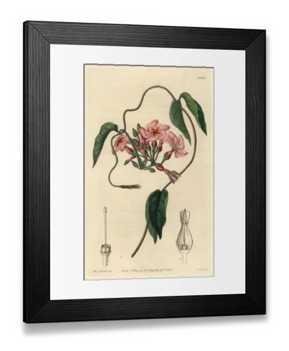 Framed Print : Star-flowered echites, Echites stellaris Framed Print : Star-flowered echites, Echites stellaris