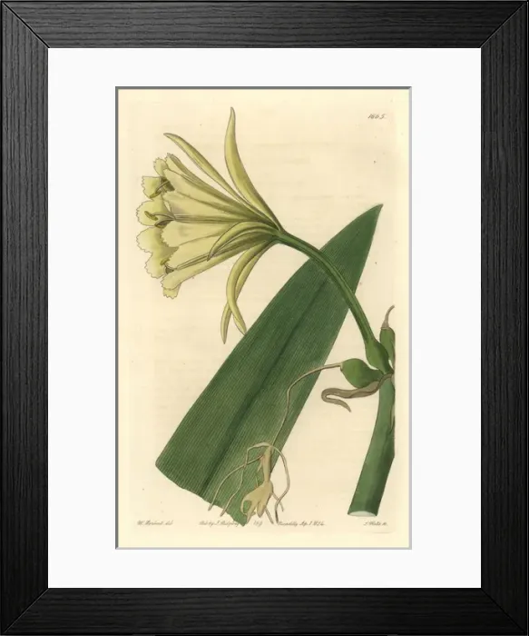 Framed Print : Sulphur-coloured ismene, Ismene amancaes var sulphurea Framed Print : Sulphur-coloured ismene, Ismene amancaes var sulphurea
