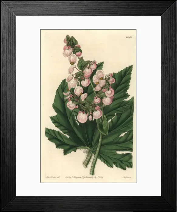 Framed Print : Parsnip-leaved or starleaf begonia, Begonia heracleifolia Framed Print : Parsnip-leaved or starleaf begonia, Begonia heracleifolia