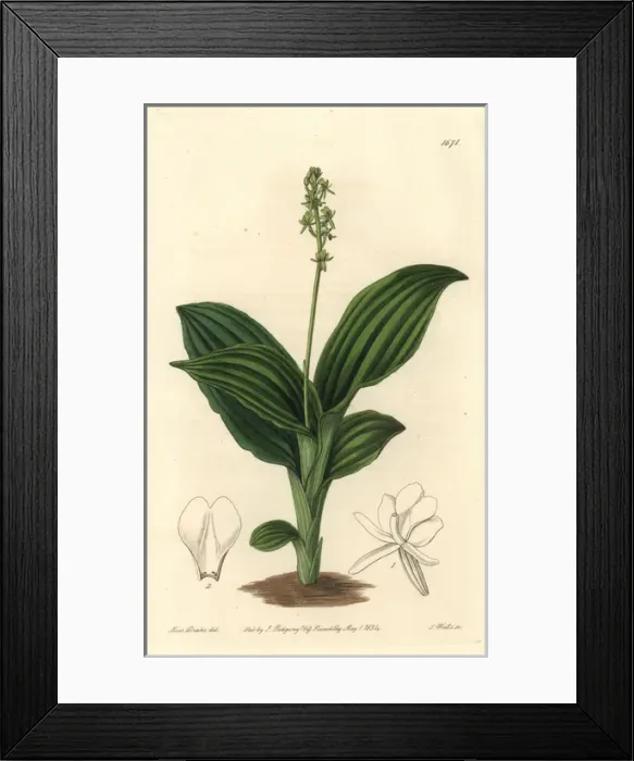 Framed Print : Sierra Leone liparis orchid, Liparis nervosa subsp nervosa Framed Print : Sierra Leone liparis orchid, Liparis nervosa subsp nervosa