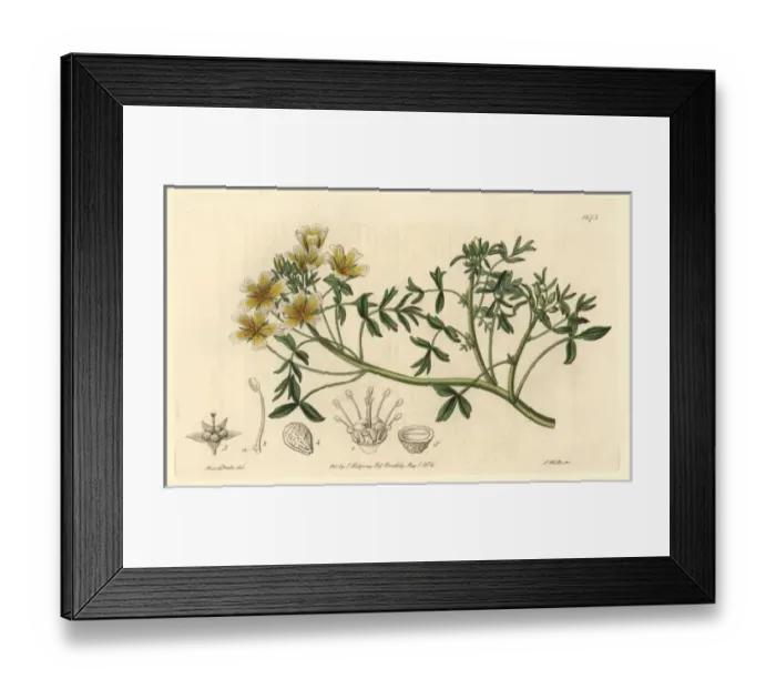 Framed Print : Douglas limnanthes, Limnanthes douglasii Framed Print : Douglas limnanthes, Limnanthes douglasii
