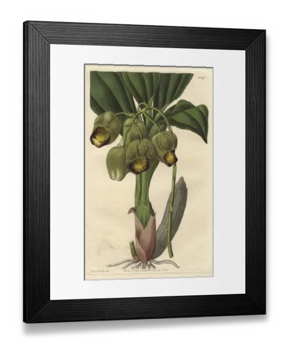 Framed Print : Lurid or pale yellow catasetum orchid, Catasetum luridum Framed Print : Lurid or pale yellow catasetum orchid, Catasetum luridum
