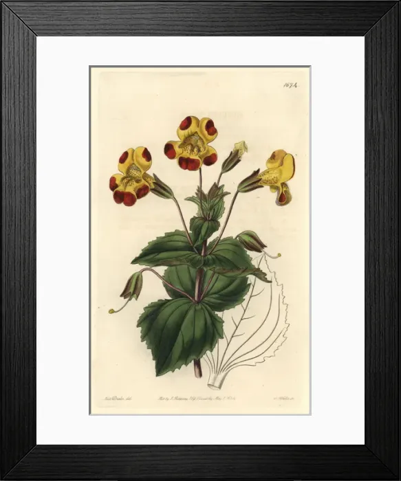Framed Print : Mr Smiths monkey flower, Mimulus smithii Framed Print : Mr Smiths monkey flower, Mimulus smithii