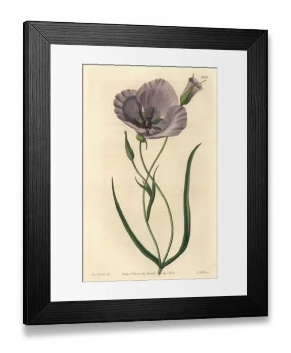Framed Print : Splendid mariposa lily, Calochortus splendens Framed Print : Splendid mariposa lily, Calochortus splendens