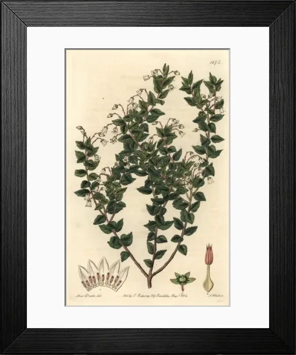 Framed Print : Pointed-leaved pernettia, Gaultheria mucronata Framed Print : Pointed-leaved pernettia, Gaultheria mucronata