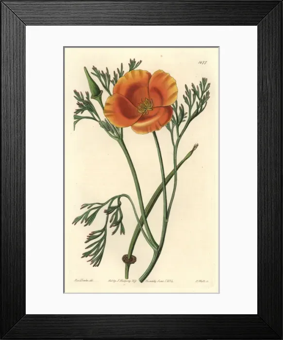 Framed Print : Saffron-coloured eschscholtzia, Eschscholtzia crocea Framed Print : Saffron-coloured eschscholtzia, Eschscholtzia crocea