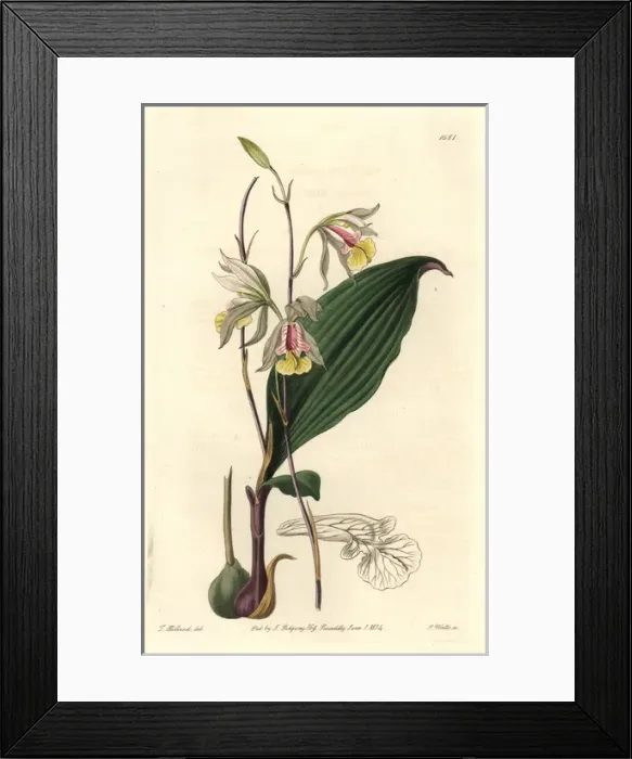 Framed Print : Slender bletia orchid, Bletia gracilis Framed Print : Slender bletia orchid, Bletia gracilis