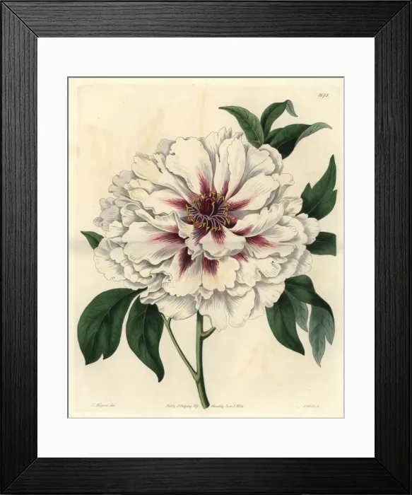 Framed Print : Double-white tree peony, Paeonia moutan albida plena Framed Print : Double-white tree peony, Paeonia moutan albida plena