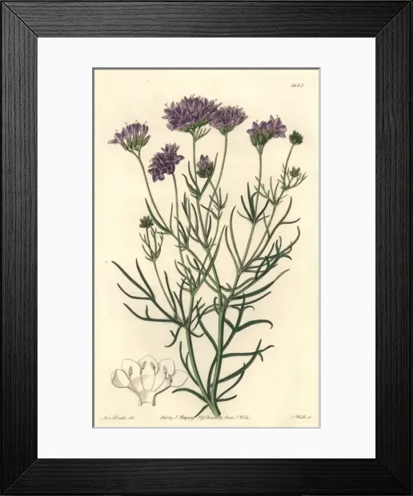 Framed Print : Milfoil-leaved or California gilia, Gilia achilleaefolia Framed Print : Milfoil-leaved or California gilia, Gilia achilleaefolia