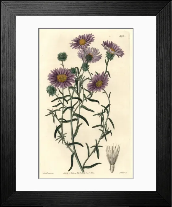 Framed Print : Ashy tansy-aster, Dieteria canescens var incana Framed Print : Ashy tansy-aster, Dieteria canescens var incana