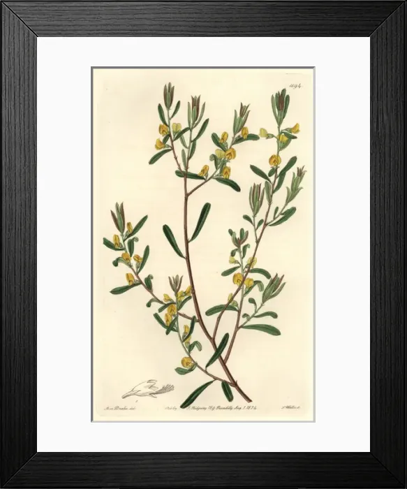 Framed Print : Shining-leaved pultenaea or graceful bush-pea Framed Print : Shining-leaved pultenaea or graceful bush-pea