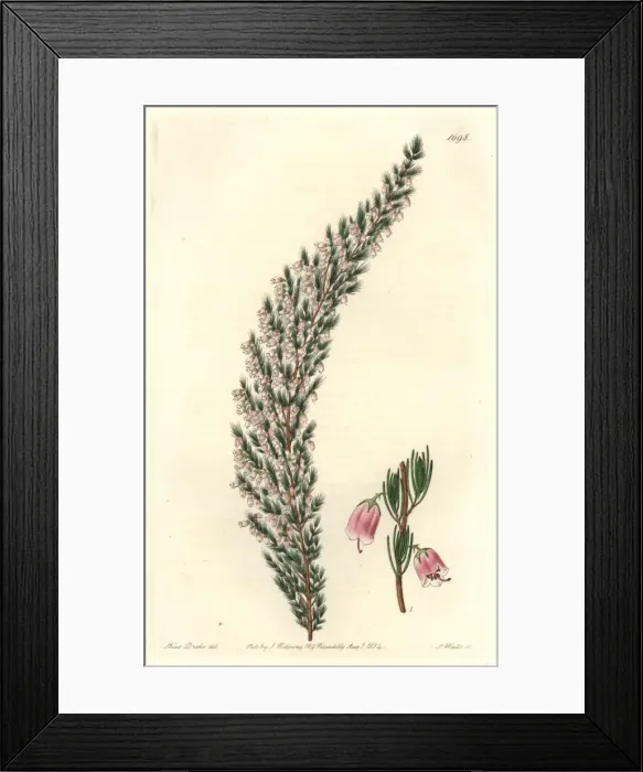 Framed Print : Bladdery stachys, Stachys inflata Framed Print : Bladdery stachys, Stachys inflata