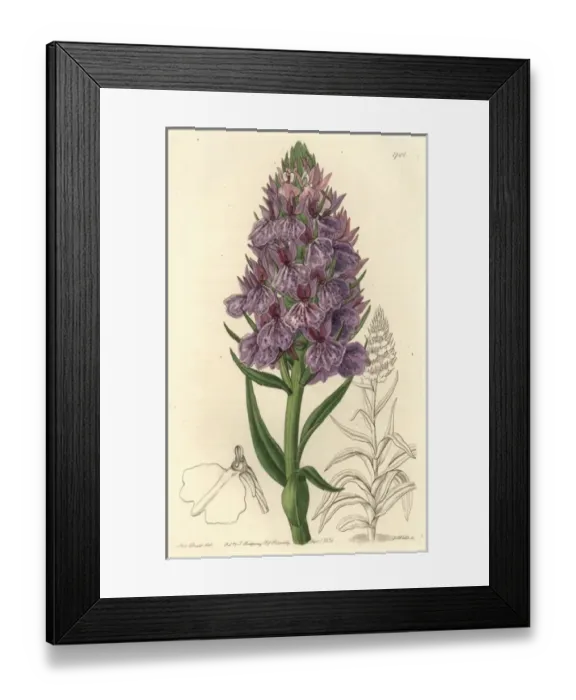 Framed Print : Leafy orchid, Dactylorhiza foliosa Framed Print : Leafy orchid, Dactylorhiza foliosa