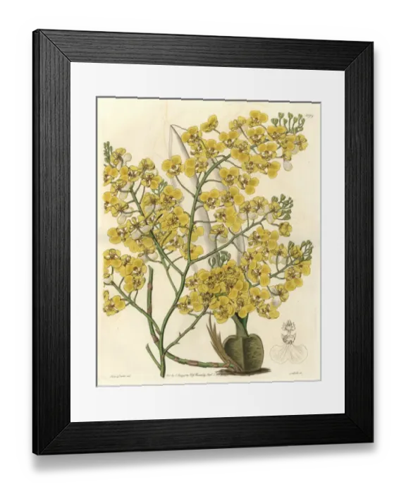 Framed Print : Turtle orchid, Chelyorchis ampliata Framed Print : Turtle orchid, Chelyorchis ampliata
