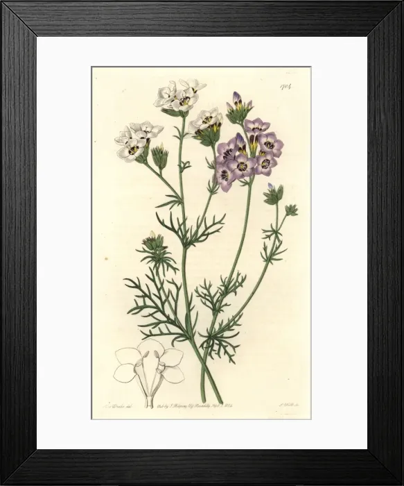 Framed Print : Three-coloured gilia or birds eyes, Gilia tricolor Framed Print : Three-coloured gilia or birds eyes, Gilia tricolor