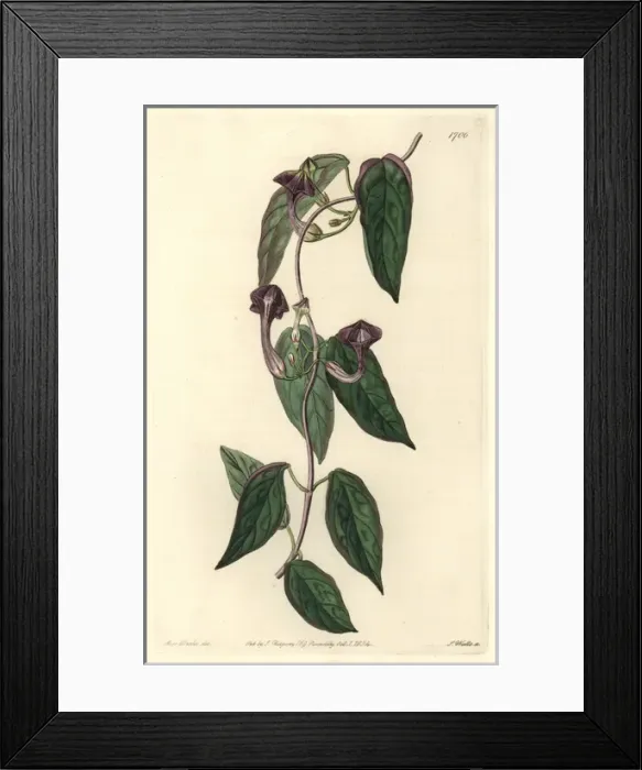 Framed Print : Elegant ceropegia, Ceropegia elegans Framed Print : Elegant ceropegia, Ceropegia elegans