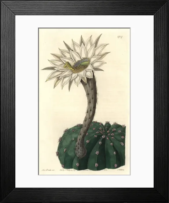 Framed Print : Sweet-scented spiny cactus, Echinocactus eyriesii Framed Print : Sweet-scented spiny cactus, Echinocactus eyriesii