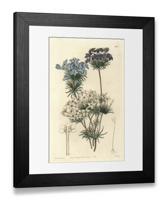 Framed Print : False babystars or androsace-like leptosiphon Framed Print : False babystars or androsace-like leptosiphon