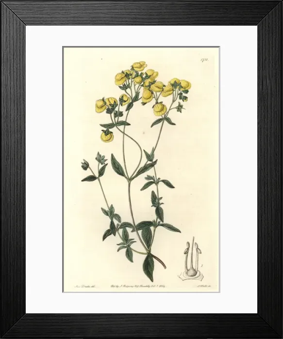 Framed Print : White-leaved slipperwort or capachito, Calceolaria Framed Print : White-leaved slipperwort or capachito, Calceolaria