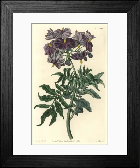 Framed Print : Tuberless solanum, Solanum etuberosum Framed Print : Tuberless solanum, Solanum etuberosum