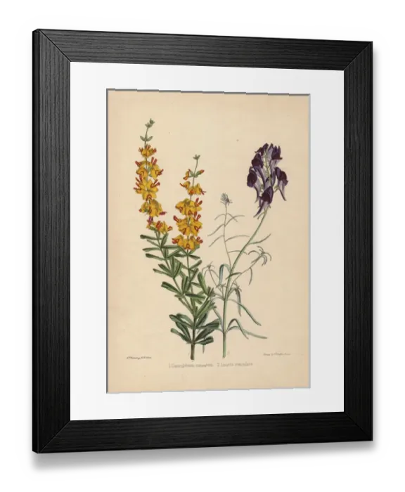 Framed Print : Yellow-flowered Gastrolobium cuneatum and deep