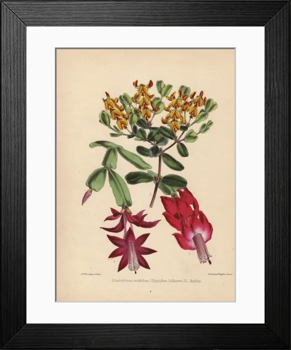 Framed Print : Yellow Gastrolobium ovalifolium, scarlet Epiphyllum Framed Print : Yellow Gastrolobium ovalifolium, scarlet Epiphyllum