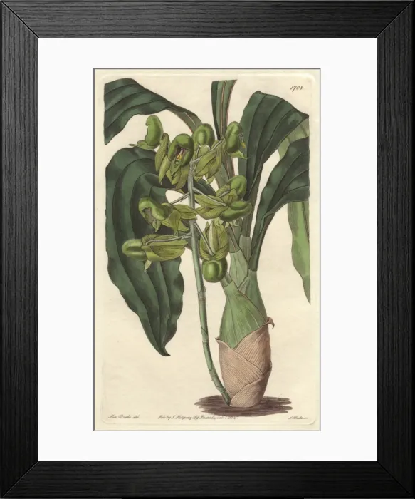 Framed Print : One-colored catasetum orchid, Catasetum purum Framed Print : One-colored catasetum orchid, Catasetum purum