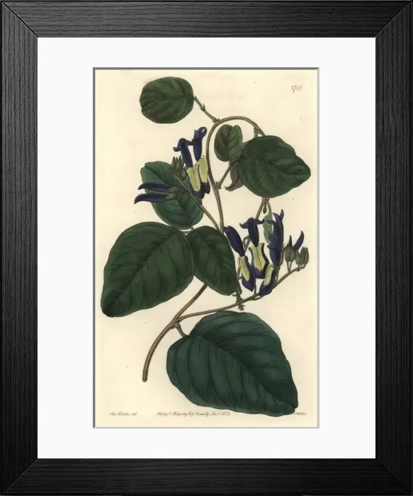 Framed Print : Black coral pea, Caulinia nigricans Framed Print : Black coral pea, Caulinia nigricans
