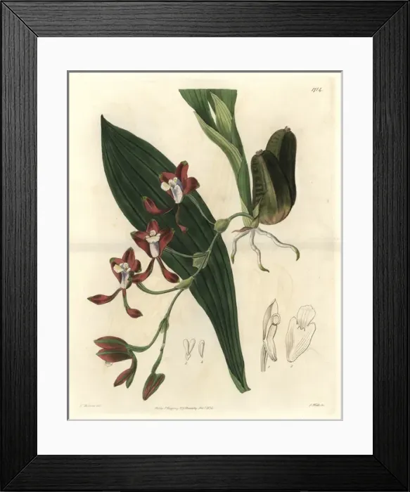 Framed Print : Colleys batemannia orchid, Batemannia colleyi Framed Print : Colleys batemannia orchid, Batemannia colleyi