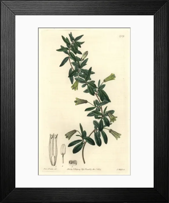 Framed Print : Oval-leaved billardiera, Billardiera ovalis Framed Print : Oval-leaved billardiera, Billardiera ovalis