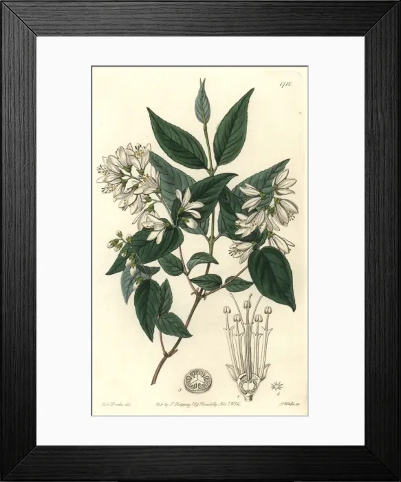 Framed Print : Rough-leaved deutzia, Deutzia scabra Framed Print : Rough-leaved deutzia, Deutzia scabra