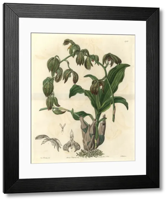 Framed Print : Nodding catasetum orchid, Catasetum cernuum Framed Print : Nodding catasetum orchid, Catasetum cernuum