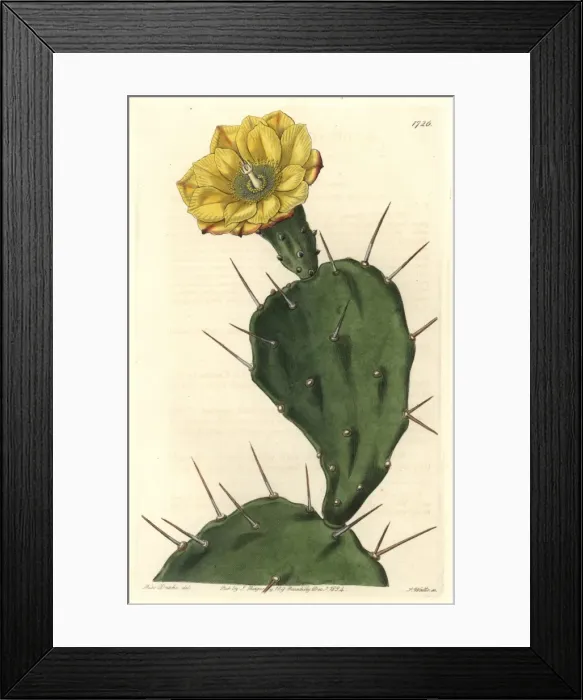 Framed Print : One-spined opuntia or drooping prickly pear Framed Print : One-spined opuntia or drooping prickly pear