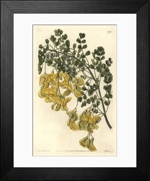 Framed Print : Nepal bladder-senna, Colutea nepalensis Framed Print : Nepal bladder-senna, Colutea nepalensis