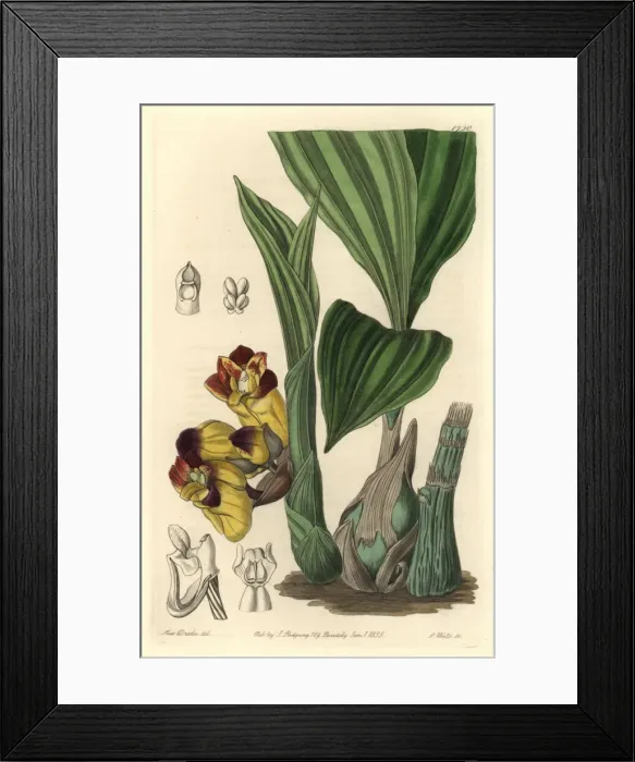 Framed Print : Two-coloured barrel-orchis, Acanthophippium bicolor Framed Print : Two-coloured barrel-orchis, Acanthophippium bicolor