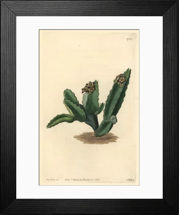 Framed Print : Sicilian stapelia, Caralluma europaea Framed Print : Sicilian stapelia, Caralluma europaea