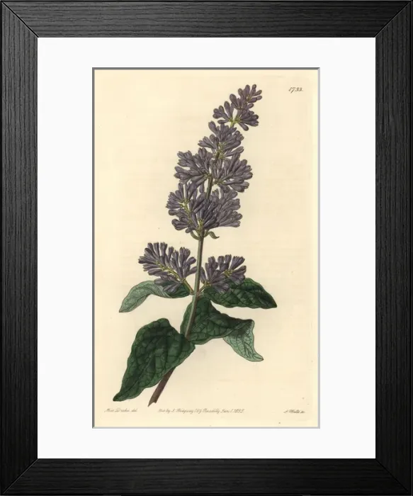 Framed Print : Lady Josikas lilac or Hungarian lilac, Syringa josikaea Framed Print : Lady Josikas lilac or Hungarian lilac, Syringa josikaea