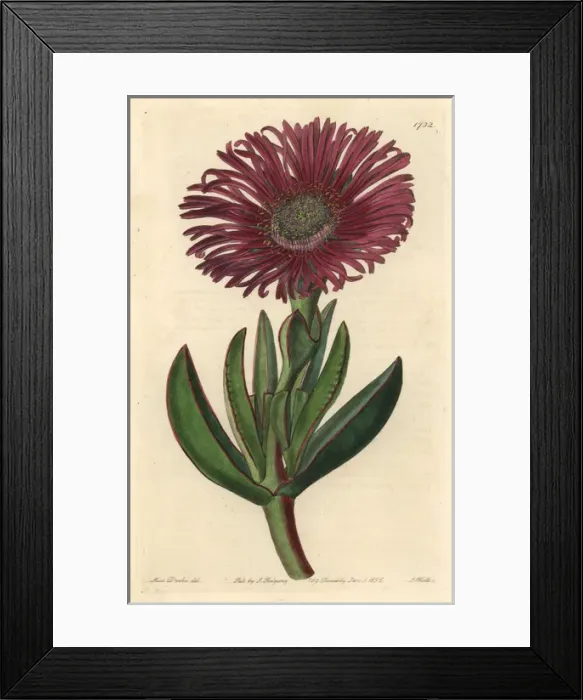 Framed Print : Sally-my-handsome, Carpobrotus acinaciformis Framed Print : Sally-my-handsome, Carpobrotus acinaciformis