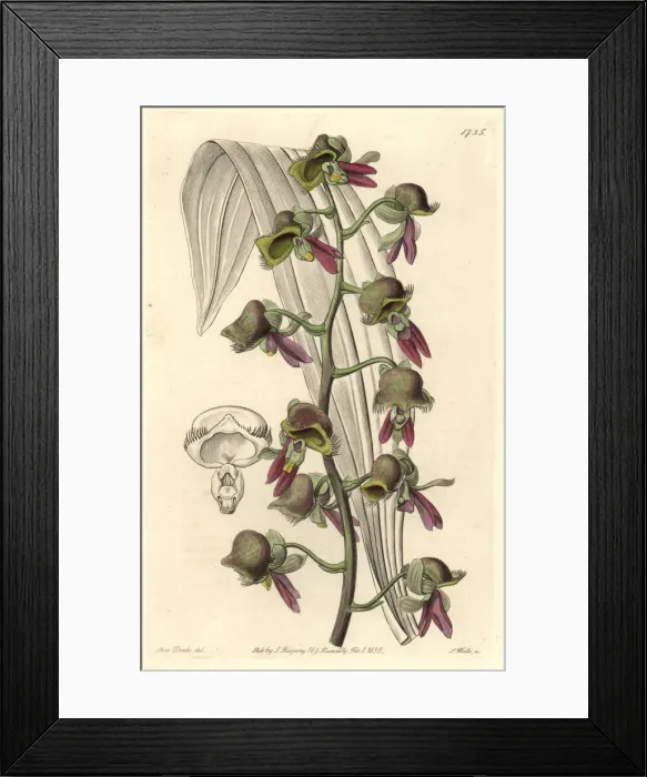 Framed Print : Differently colored catasetum orchid, Catasetum discolor Framed Print : Differently colored catasetum orchid, Catasetum discolor
