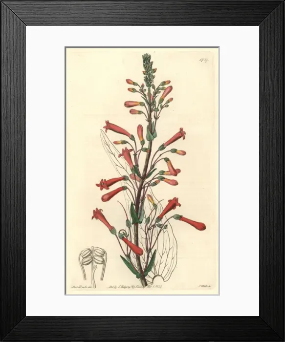 Framed Print : Valerian-leaved chelone, Chelone centranthifolia Framed Print : Valerian-leaved chelone, Chelone centranthifolia