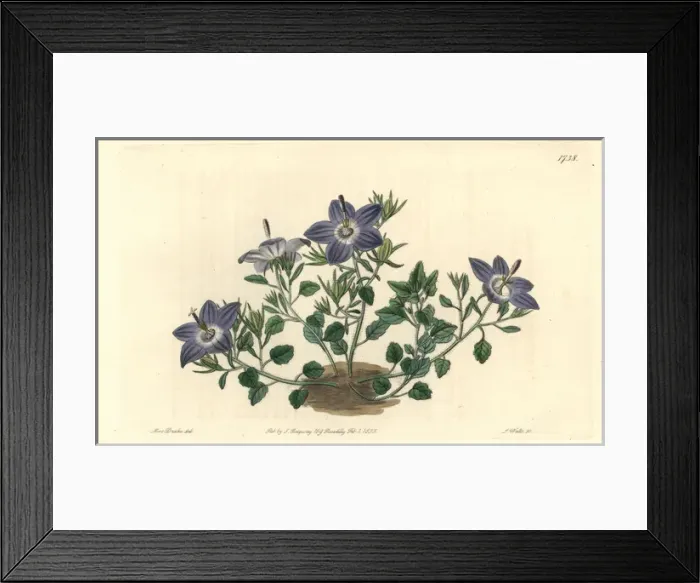Framed Print : Hairy-leaved brittle bellflower, Campanula fragilis Framed Print : Hairy-leaved brittle bellflower, Campanula fragilis